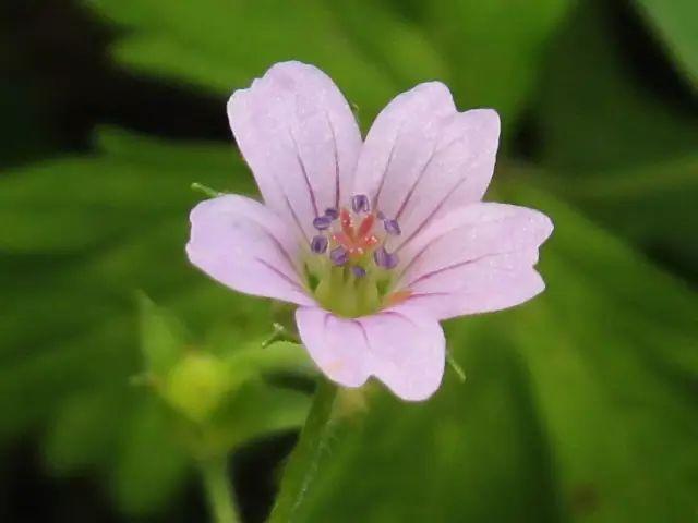 植物，那些你踩过的坑，那些你读错的字