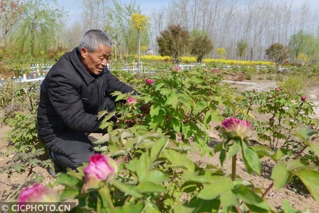 江苏淮安:百种牡丹清明花开迎客“花季”产业扶贫助农增收 江苏淮安:百种牡丹清明花开迎客“花季”产业扶贫助农增收