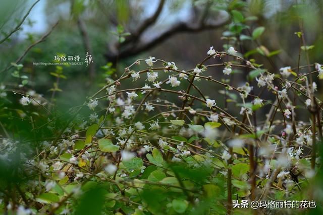 园丁随笔:原来我种了那么多年的金银花是棵红白忍冬 园丁随笔:原来我种了那么多年的金银花是棵红白忍冬