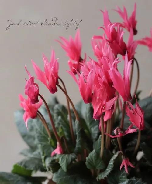 花期200天！年年开爆、年年复花，猜猜你认识她吗？
