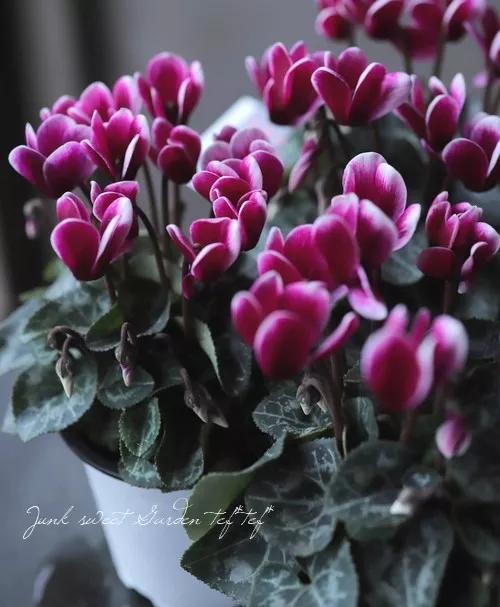 花期200天！年年开爆、年年复花，猜猜你认识她吗？
