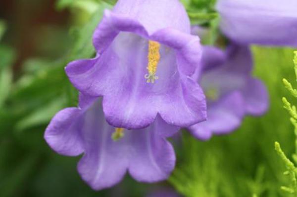 乡间小路上的“铃铛花”，花色多样颜值不俗，挖一棵回家也能养