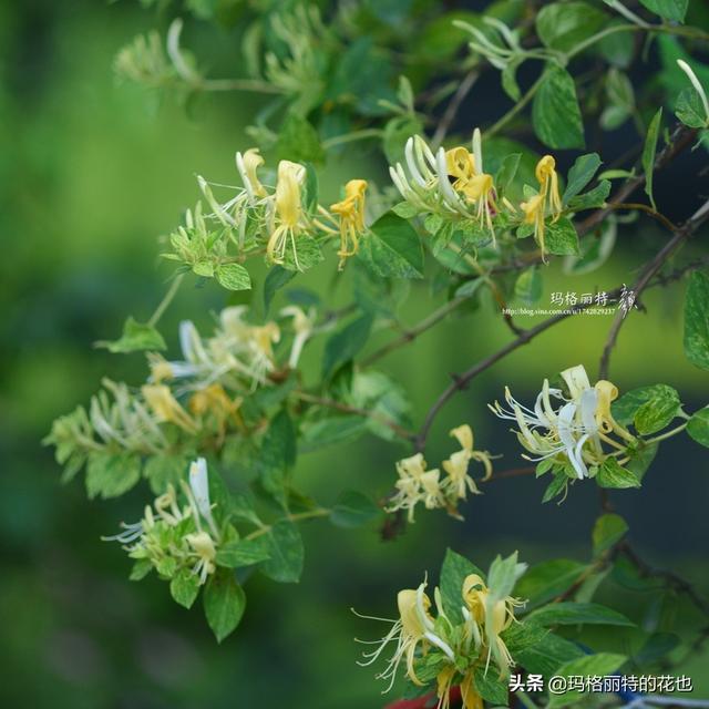 园丁随笔:原来我种了那么多年的金银花是棵红白忍冬 园丁随笔:原来我种了那么多年的金银花是棵红白忍冬