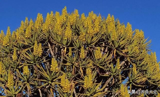 古树开花，别样的风韵！