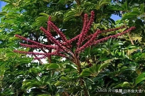 古树开花，别样的风韵！