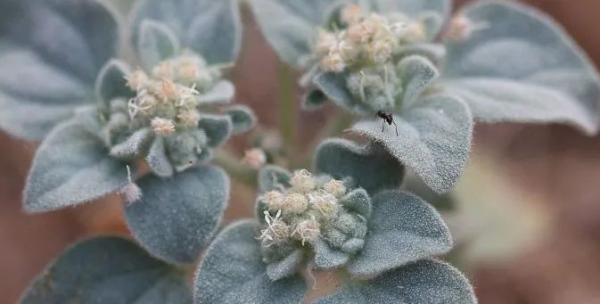 植物的政治智慧:“敌人的敌人是朋友” 植物的政治智慧:“敌人的敌人是朋友”