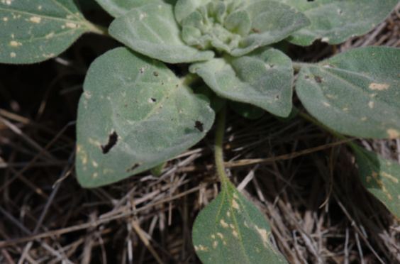 植物的政治智慧:“敌人的敌人是朋友” 植物的政治智慧:“敌人的敌人是朋友”