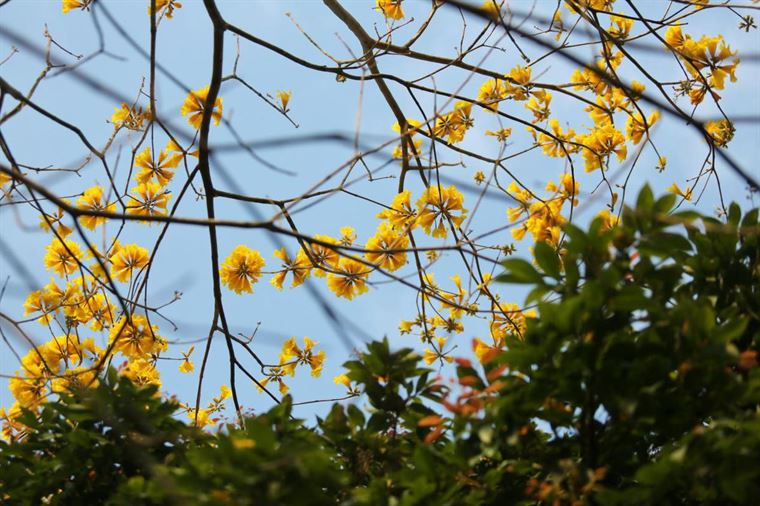 满城尽带“黄金甲” 黄花风铃木惊艳漳州港
