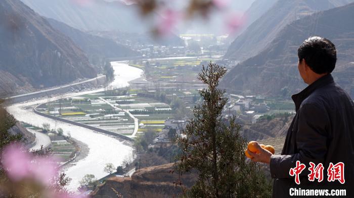 [最美林业故事]甘肃“橘老汉”定居深山30年：栽植6万棵树“定青山”