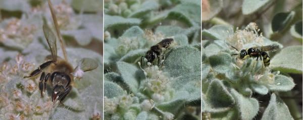 植物的政治智慧:“敌人的敌人是朋友” 植物的政治智慧:“敌人的敌人是朋友”