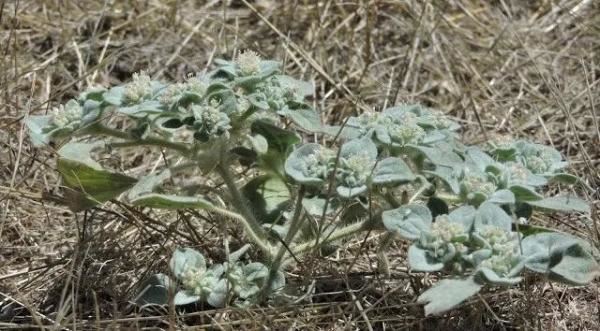 植物的政治智慧:“敌人的敌人是朋友” 植物的政治智慧:“敌人的敌人是朋友”