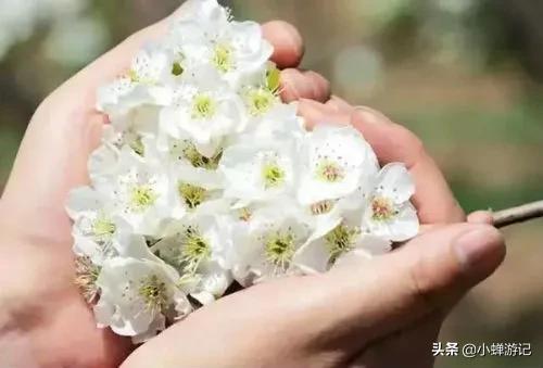 明媚春光中的泉州，雪白梨花已绽放枝头，快来这些地方赏花吧！