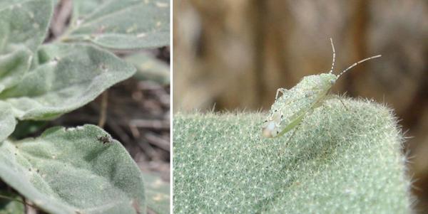 植物的政治智慧:“敌人的敌人是朋友” 植物的政治智慧:“敌人的敌人是朋友”