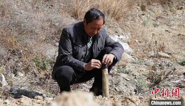 [最美林业故事]甘肃“橘老汉”定居深山30年：栽植6万棵树“定青山”