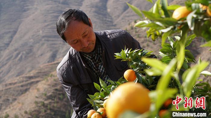 [最美林业故事]甘肃“橘老汉”定居深山30年：栽植6万棵树“定青山”