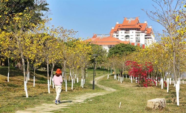 满城尽带“黄金甲” 黄花风铃木惊艳漳州港