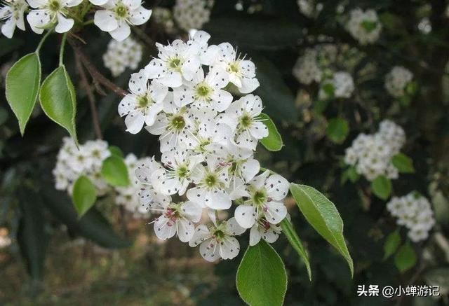 明媚春光中的泉州，雪白梨花已绽放枝头，快来这些地方赏花吧！