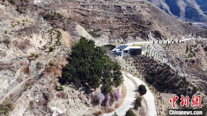 [最美林业故事]甘肃“橘老汉”定居深山30年：栽植6万棵树“定青山”