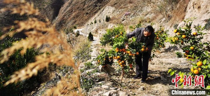 [最美林业故事]甘肃“橘老汉”定居深山30年：栽植6万棵树“定青山”