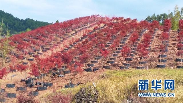 造林1140万亩　重庆按下国土绿化“快进键”