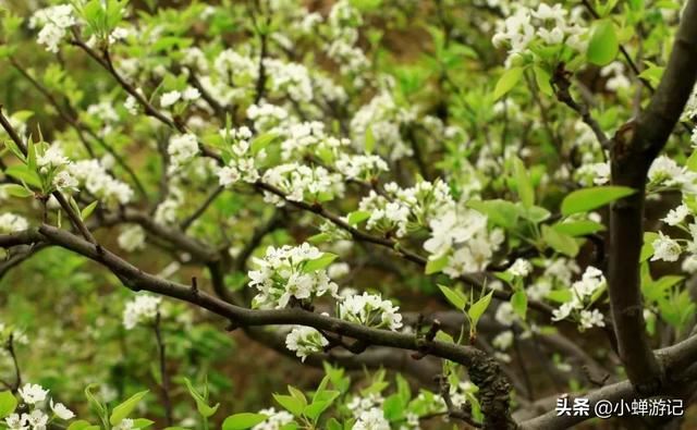 明媚春光中的泉州，雪白梨花已绽放枝头，快来这些地方赏花吧！