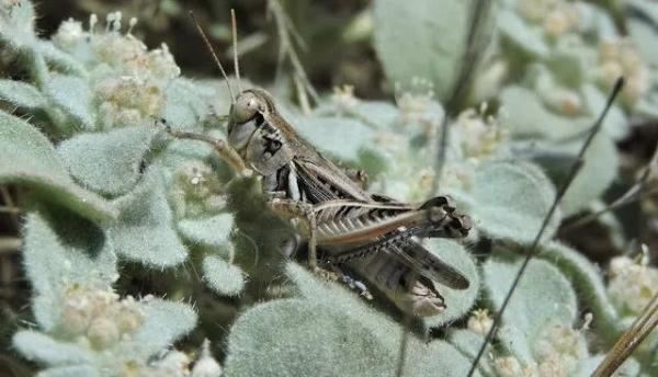 植物的政治智慧:“敌人的敌人是朋友” 植物的政治智慧:“敌人的敌人是朋友”
