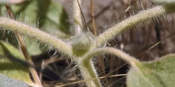 植物的政治智慧:“敌人的敌人是朋友” 植物的政治智慧:“敌人的敌人是朋友”