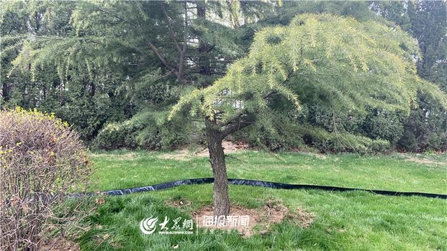 德州平原县综合行政执法局以“绣花功夫”打造高标准城市绿化环境