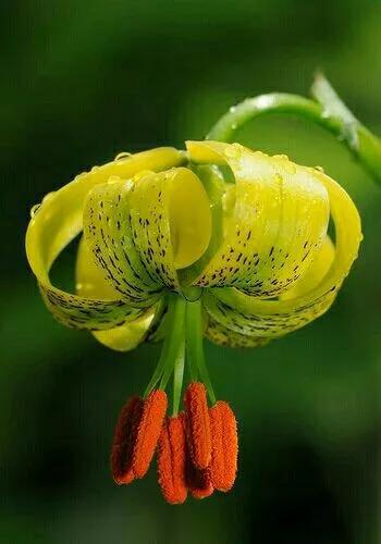 奇花异卉，太漂亮了