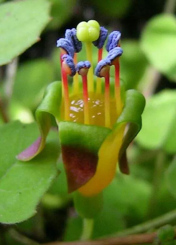 奇花异卉，太漂亮了