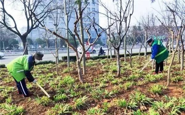 园林部门全面开展春季绿化补植工作 园林部门全面开展春季绿化补植工作