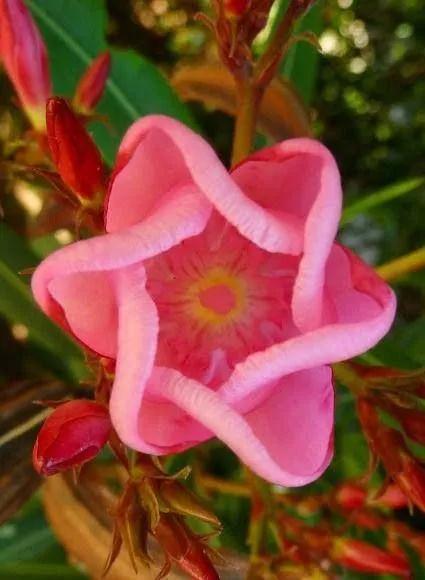 奇花异卉，太漂亮了