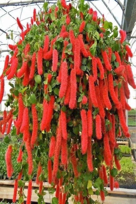 奇花异卉，太漂亮了