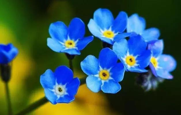 植物界中的那一抹蓝紫色 植物界中的那一抹蓝紫色