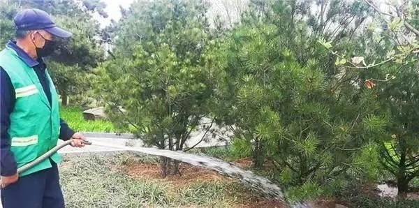 园林部门全面开展春季绿化补植工作 园林部门全面开展春季绿化补植工作