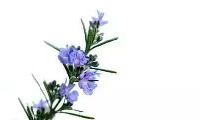 植物界中的那一抹蓝紫色 植物界中的那一抹蓝紫色