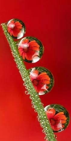 奇花异卉，太漂亮了