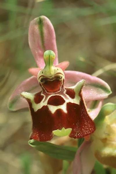 奇花异卉，太漂亮了