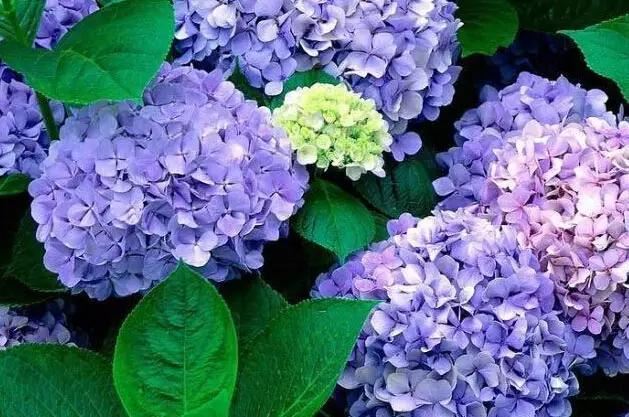 植物界中的那一抹蓝紫色 植物界中的那一抹蓝紫色