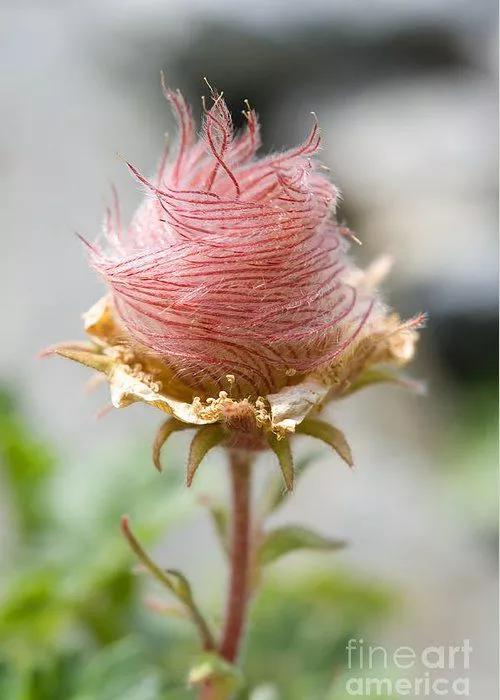 奇花异卉，太漂亮了