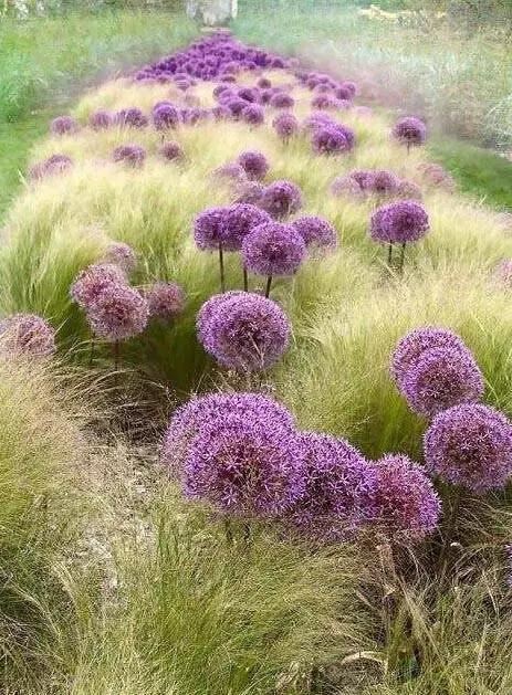 植物界中的那一抹蓝紫色 植物界中的那一抹蓝紫色
