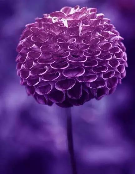 植物界中的那一抹蓝紫色 植物界中的那一抹蓝紫色