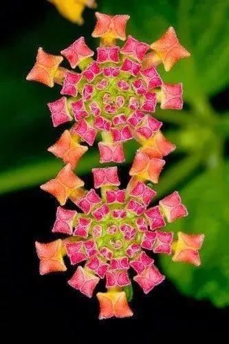 奇花异卉，太漂亮了