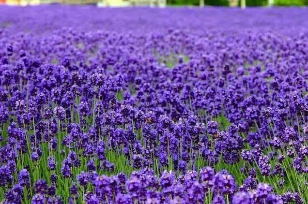 植物界中的那一抹蓝紫色 植物界中的那一抹蓝紫色