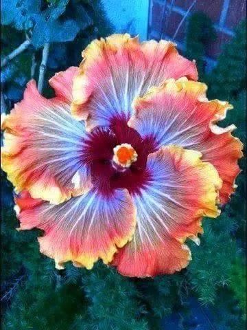 奇花异卉，太漂亮了