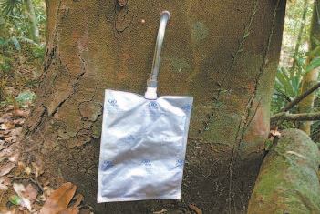 [树木传奇]油楠：热带雨林“储油库”