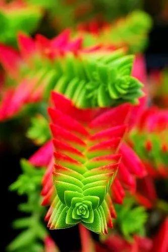 奇花异卉，太漂亮了