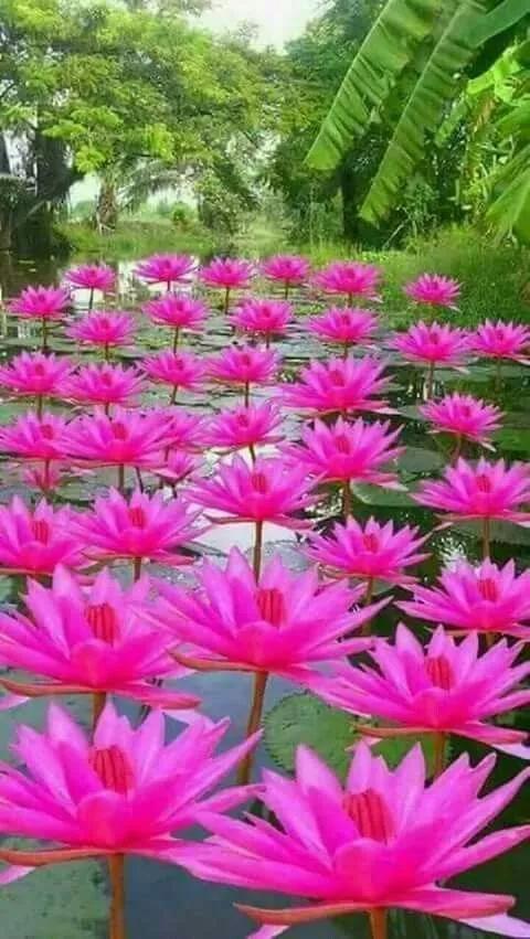 奇花异卉，太漂亮了