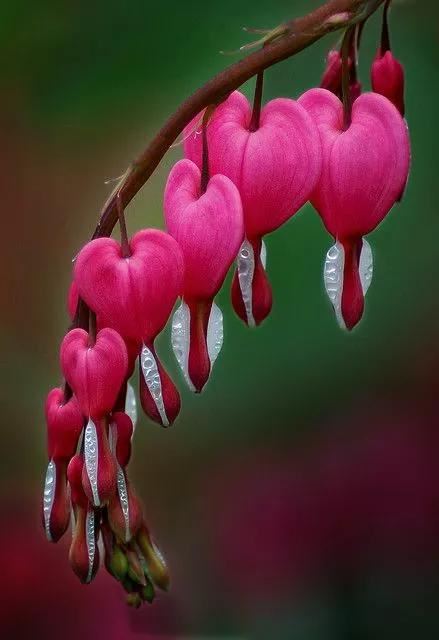 奇花异卉，太漂亮了