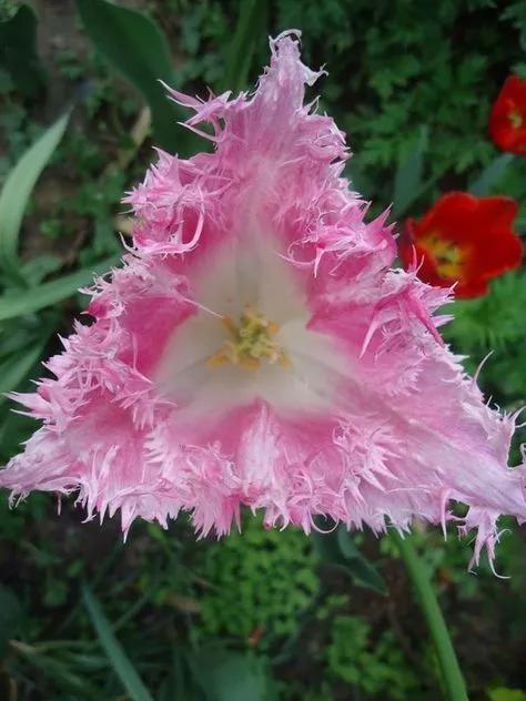 奇花异卉，太漂亮了